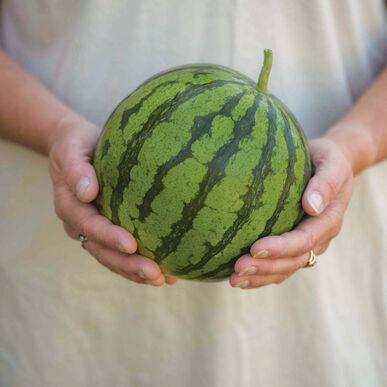 Тігріс F1 / Tigris F1 фото 1