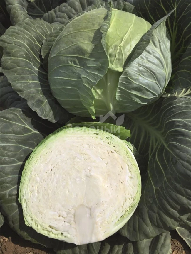 Репорт F1 / Report F1,118-120 дней фото 2