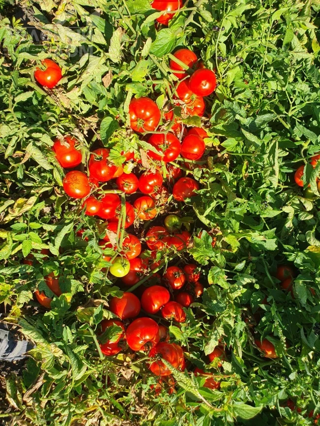 Климон F1 / Klimon F1, 67-72 дней фото 4