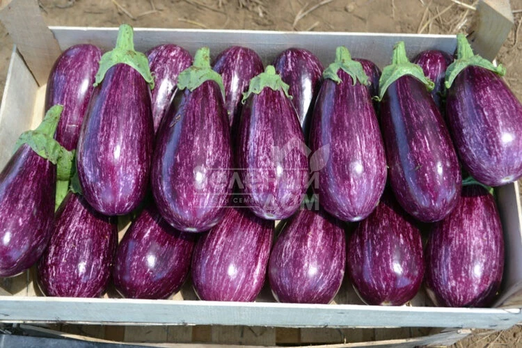 Рико F1 / Riko F1,70 дней фото 2