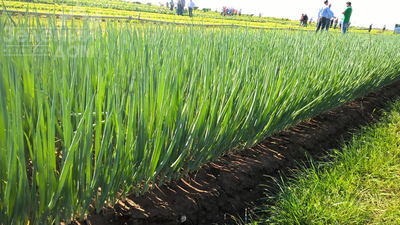 Кайгаро / Kaygaro,54 дні фото 2