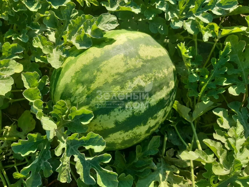 Ау Продюсер / AU Producer, 70-75 дней фото 4