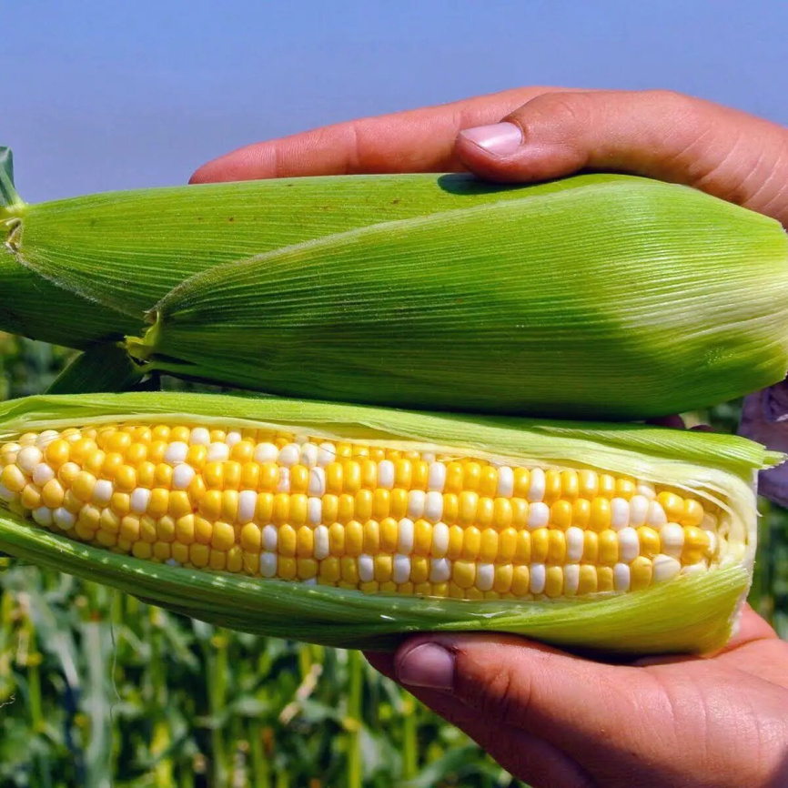 Пантеон F1 / Panteon F1, 74-76 днів фото 1