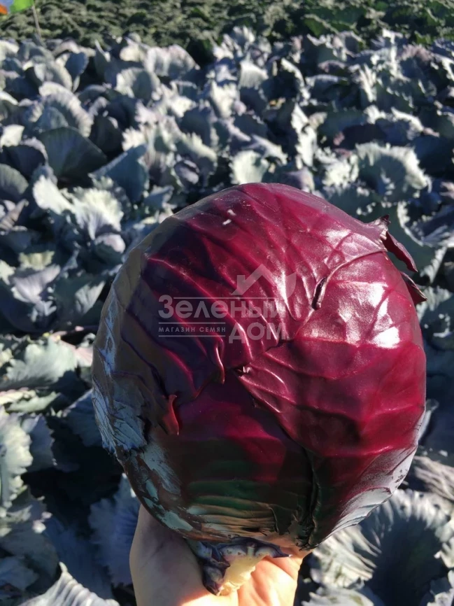 Редгард F1 / Redgard F1,130-135 дней фото 4