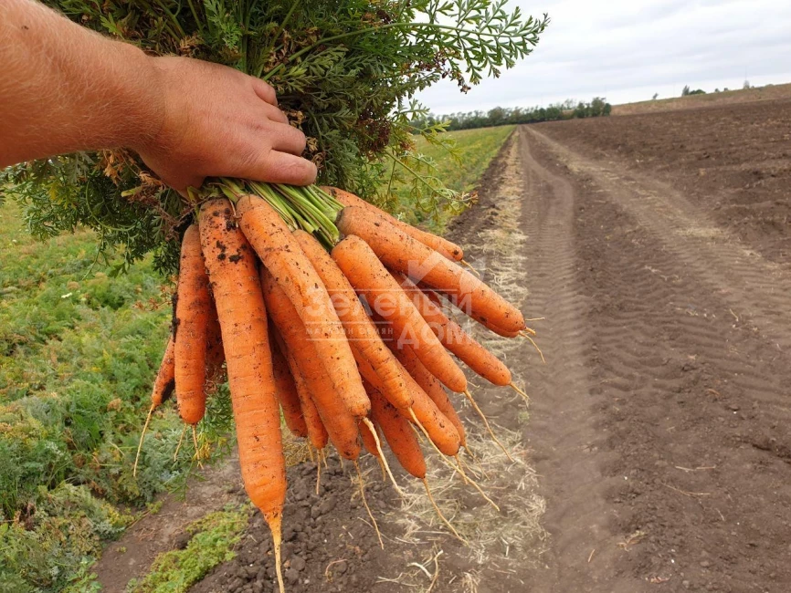 Санторин F1 / Santorin F1,120 дней фото 2