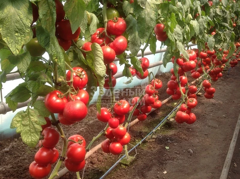 Васанта F1 / Vasanta F1,105-110 дней фото 2