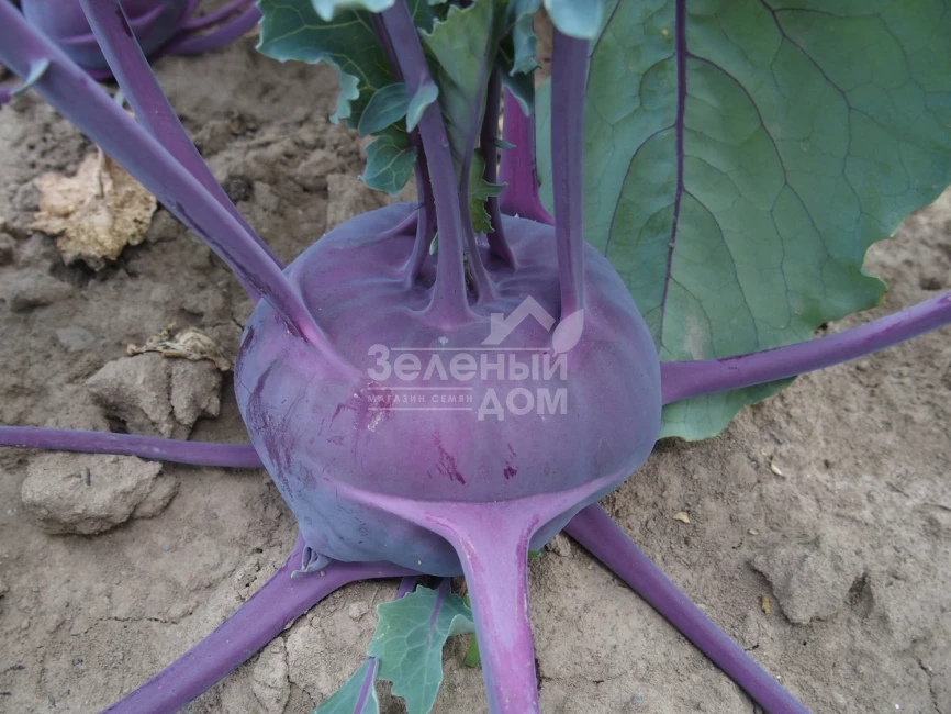 Балот F1 / Balot F1,78-83 дней фото 1