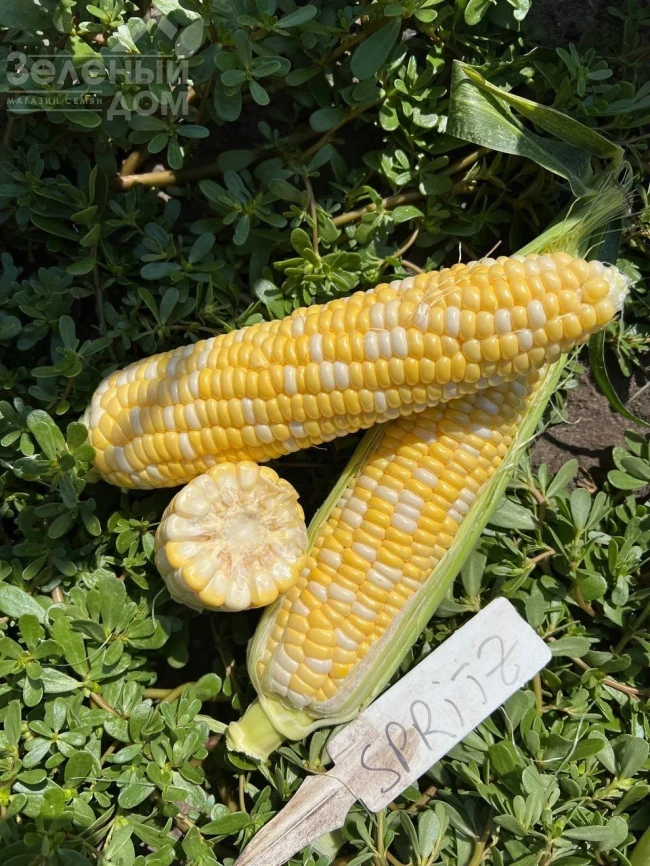 Сприц F1 / Spritz F1, 73-74 дня фото 9