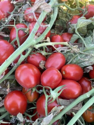 6107 F1 / 6107 F1 фото 1