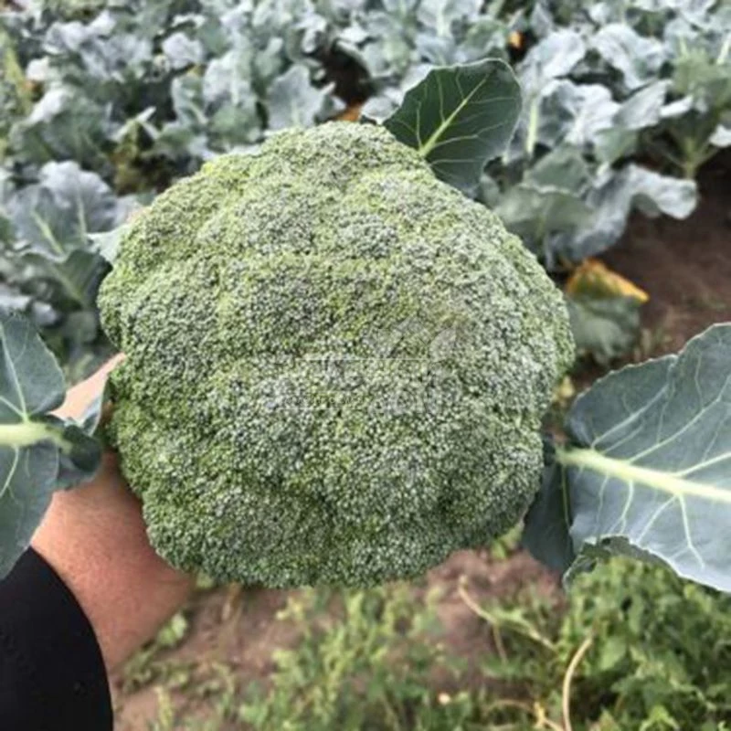 Легаси F1 / Legasi F1, 55 дней фото 4