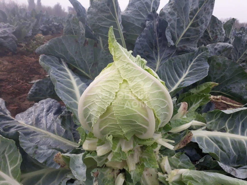 Ардент F1 / Ardent F1,80-85 дней фото 1