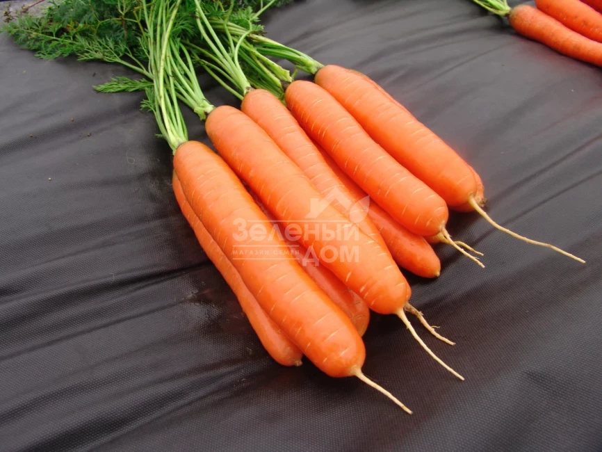 Дарина / Darina,135-145 дней фото 1