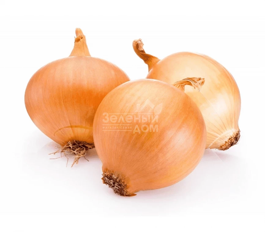 ГС - 318  F1 / GS - 318  F1,95-100 дней фото 1