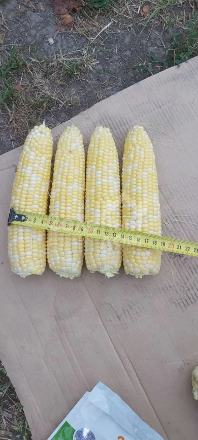 Ксанаду F1 ( Нирвана F1) / Xanadu F1 ( Nirvana F1), 71-72 дня фото 4