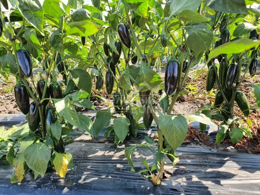 Моджаве F1 / Modzhave F1 фото 4