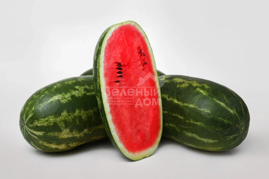 Леон (LS 1815) F1 / Leon (LS 1815) F1,58-60 дней фото 1