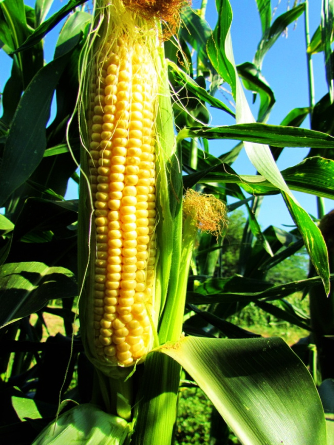 ЛС 899 F1 / LS 899 F1 фото 3