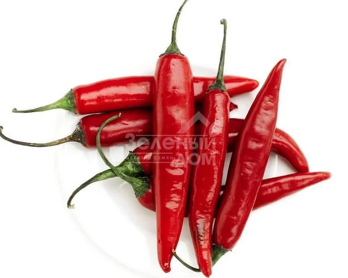 Ангарика F1 / Angarika F1,50-55 дней фото 1