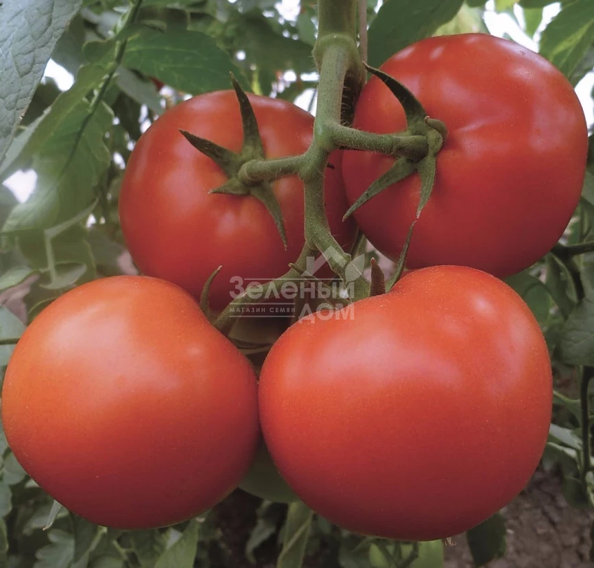 Матиссимо F1 / Matissimo F1,105-115 дней фото 1