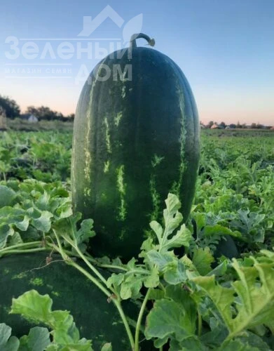 Виллинг F1 / Villing F1, 70 дней фото 1