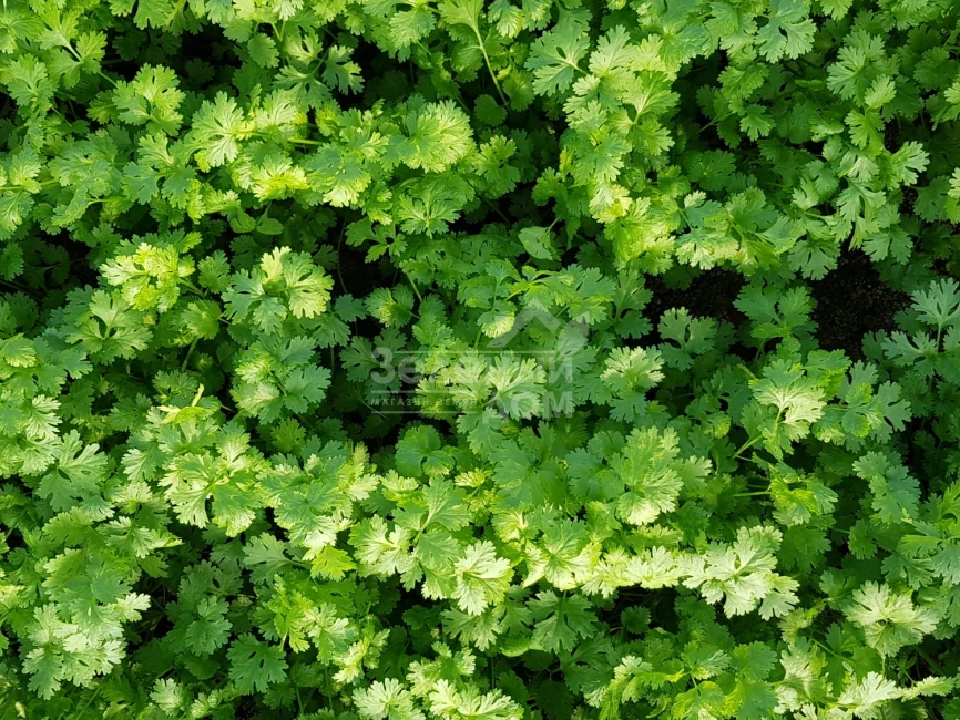 Марино / Marino,40-45 дней фото 3