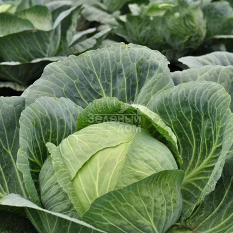 Арета (INX 511) F1 / Areta (INX 511) F1 фото 1