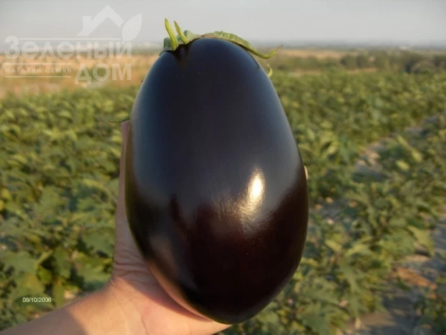 Матрона F1 / Matrona F1 фото 1