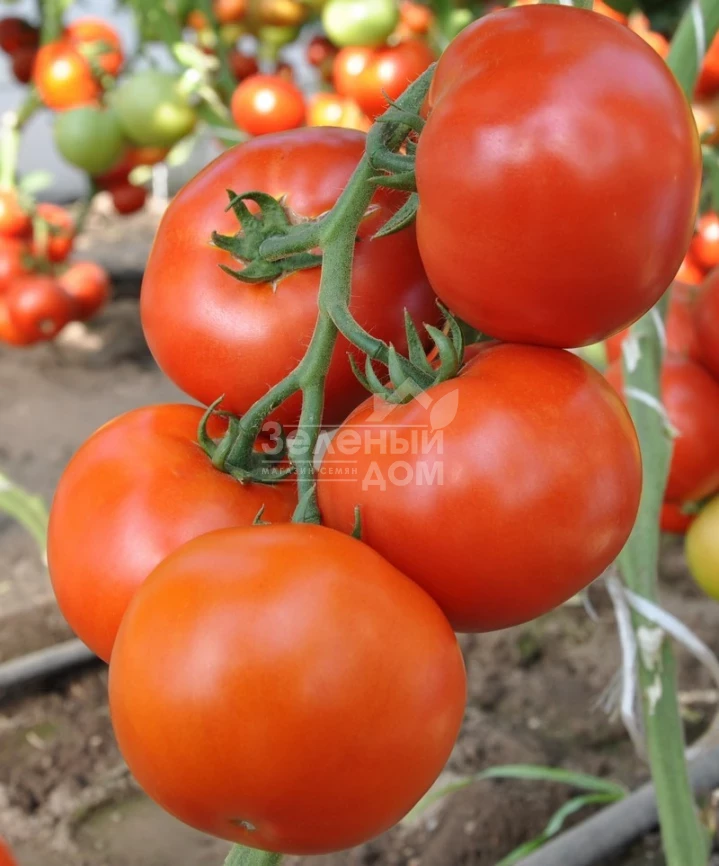 Махитос F1 / Mahitos F1,90-100 дней фото 2