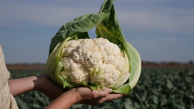 Ардент F1 / Ardent F1,80-85 дней фото 2