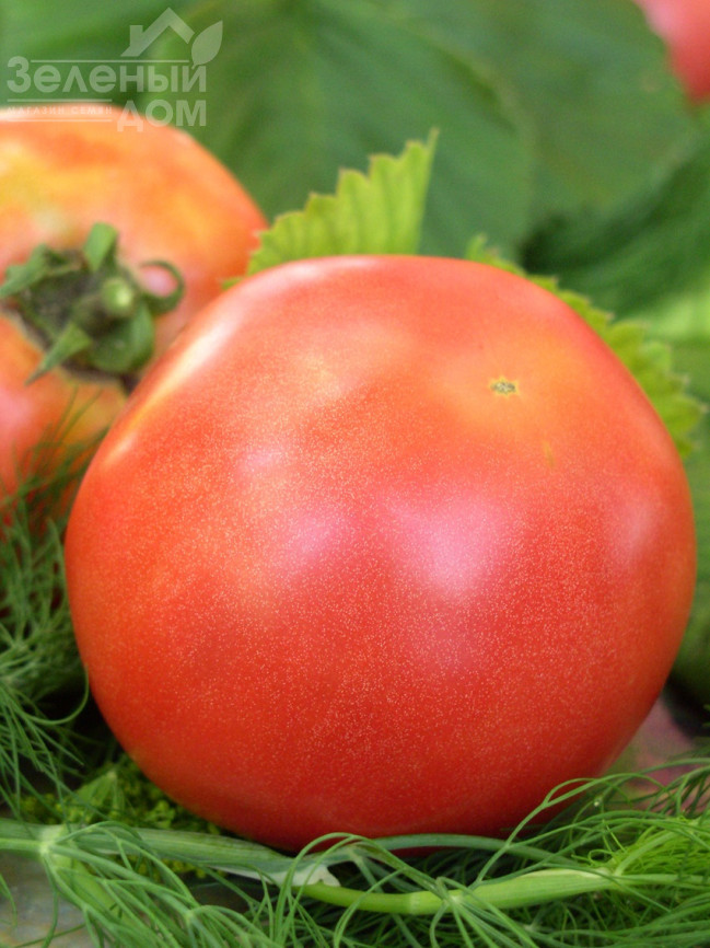 Банзай / Banzay фото 1