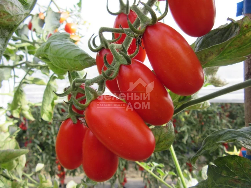 Цуккерино F1 / Zukkerino F1 фото 2