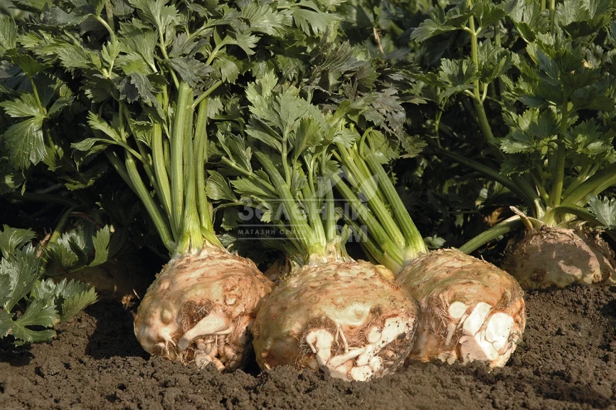 Балена / Balena,140 дней фото 1