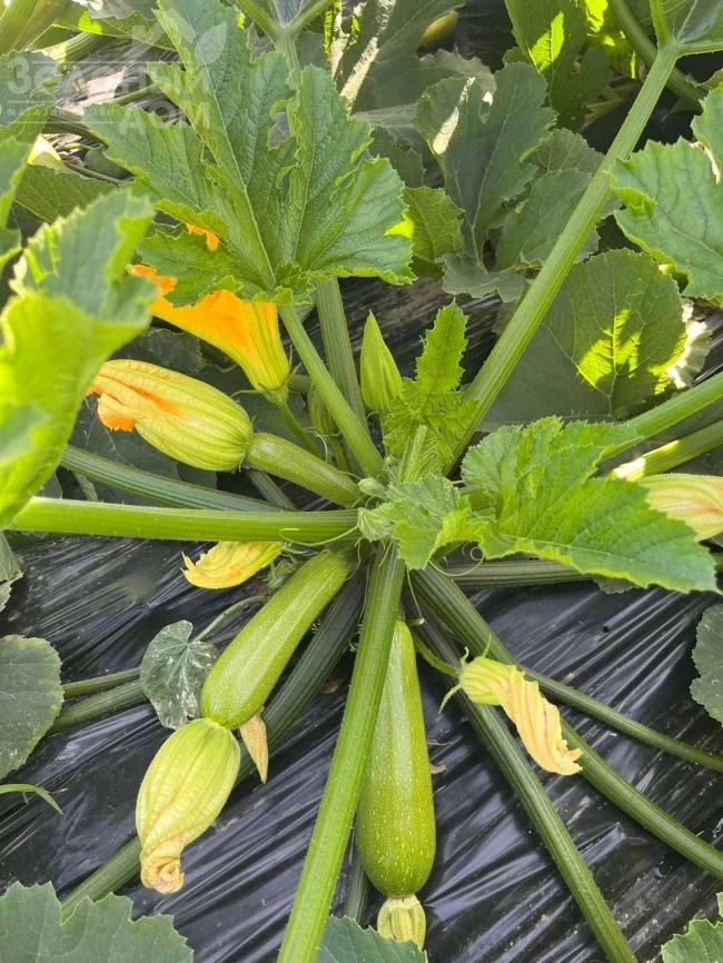 Инесса F1 / Inessa F1 фото 3