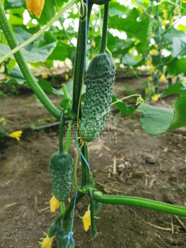 Брутус F1 / Brutus F1,35-37 дней фото 3