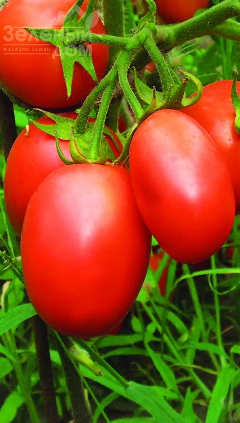 Победитель / Pobeditel фото 1