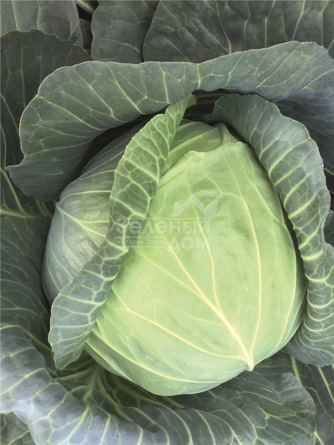 Репорт F1 / Report F1,118-120 дней фото 3