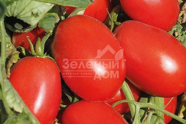 Эванс (INX 36-2019) F1 / Evans (INX 36-2019) F1,92-94 дня фото 1