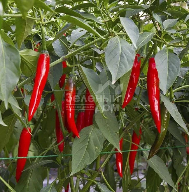 Ред Девил F1 / Red Devil F1,65-70 дней фото 1