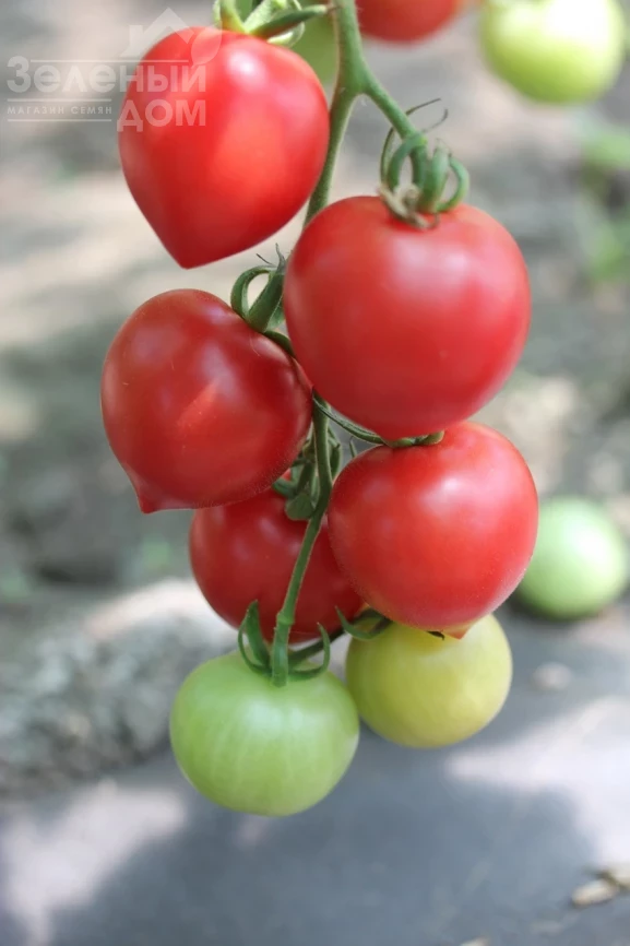 Малиновая капель F1 / Malinovaya kapel' F1, 80-85 дней фото 1