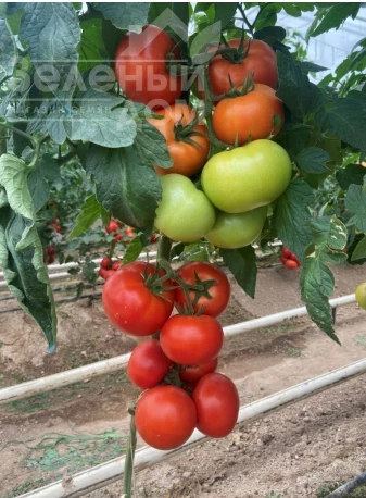 Васмия F1 / Vasmia F1 фото 2