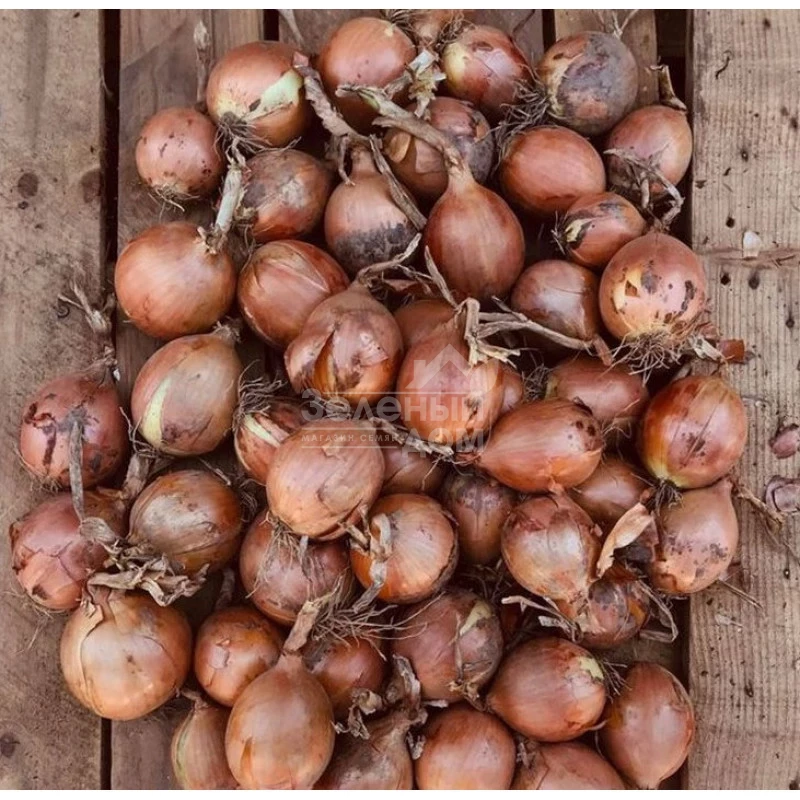 Борнео F1 / Borneo F1, 122-125 дней фото 1