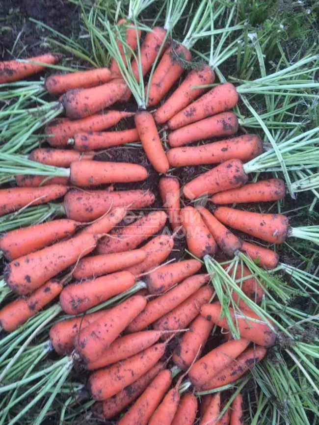 Абако F1 / Abaco F1,110 дней фото 4