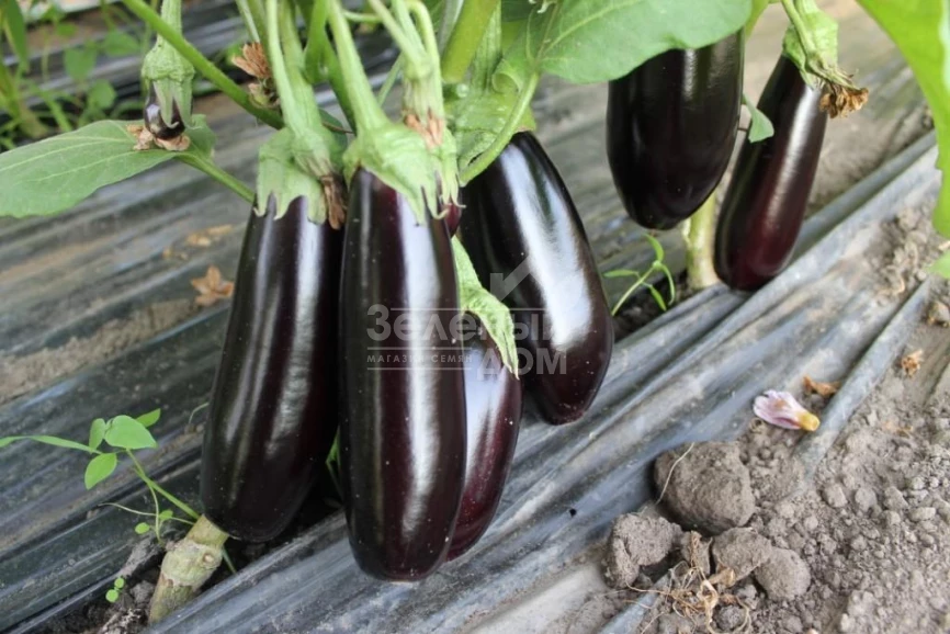 Честер F1 / Chester F1,65-75 дней фото 2