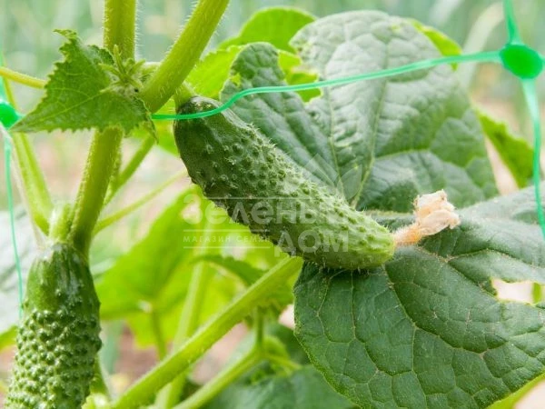 Артист F1 / Artist F1,40-45 дней фото 3