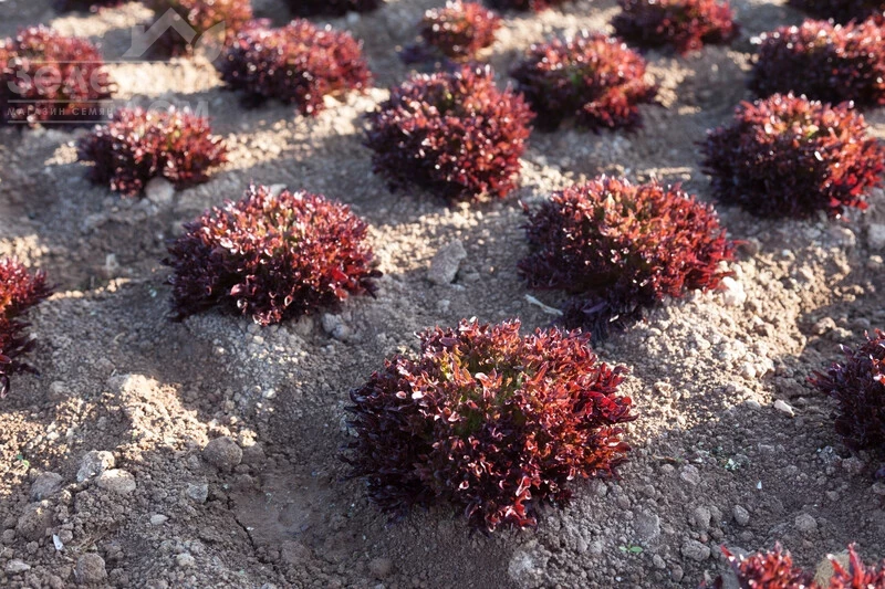 Триплекс / Triplex фото 1