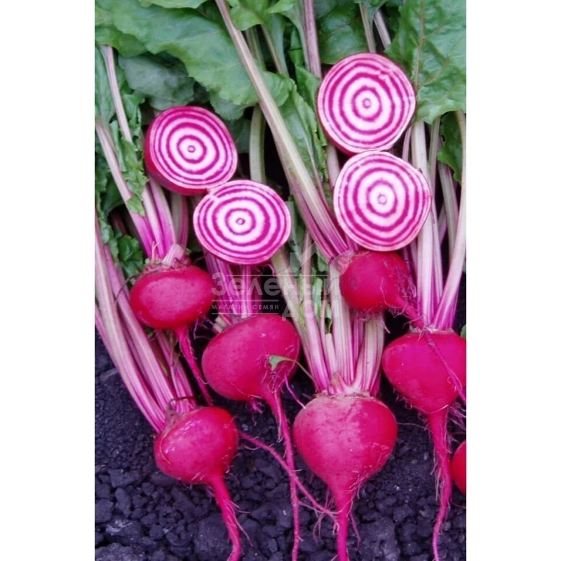 Чиогиа Гардсмарк / Chiogia Gardsmark, 100-110 дней фото 1