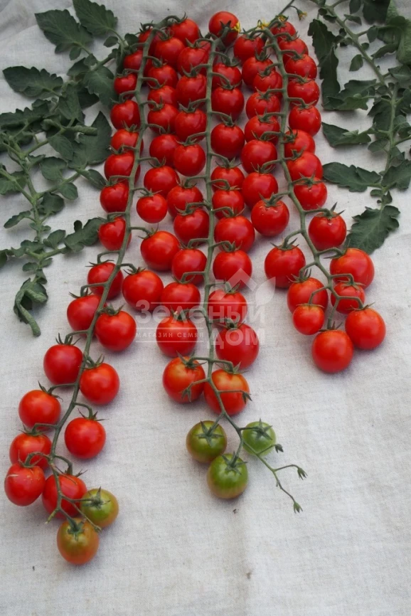 Шармант F1 / Sharmant F1,110-120 дней фото 1