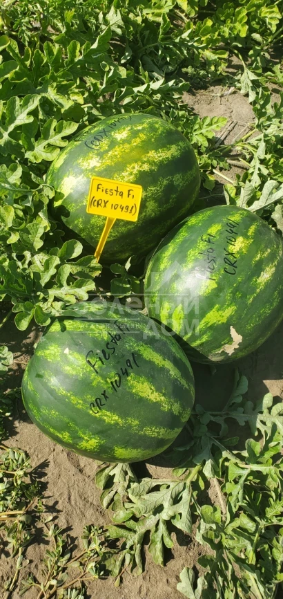 Фиеста F1 /  Fiesta F1 (CRX 10491), 55 дней фото 2