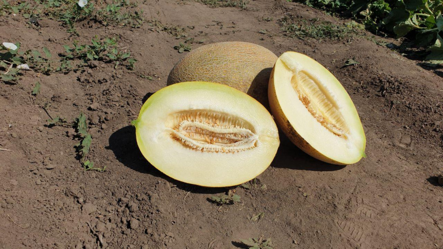 Маорі F1 / Maori F1,70-72 дні фото 1