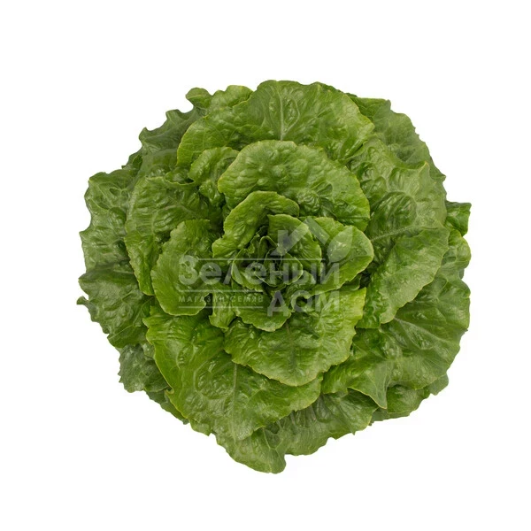 Тацитус / Tacitus  фото 3